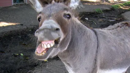 Suicide Squad sucks ass.