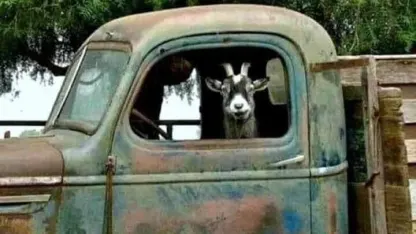 In honor of all Goats.