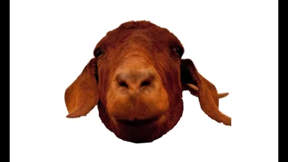 Goat Day 20 - Question