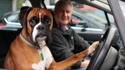 Dog honking car horn videos...