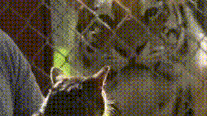 "WTF?" Cat, probably