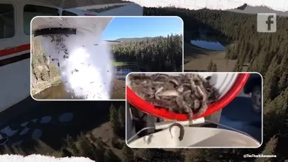 It's raining fish in Utah.