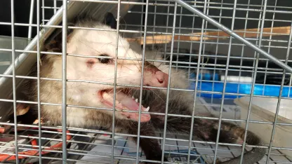 Goat Day #5: I call the big one Bitey