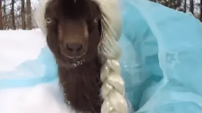 2020 Dec. Goat Daily Rant 05