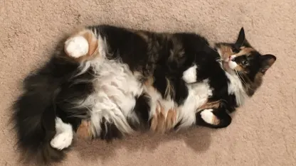 Confirm my biases:  discuss your incandescent hatred of the biannual DST/ST clock changes here.