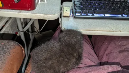 Oh, rats.  Or more accurately, kitten.