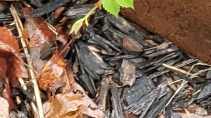 Can you identify this plant?