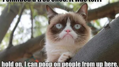 "I climbed a tree once!"