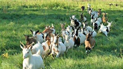 🐐 February goat registration thread 🐐