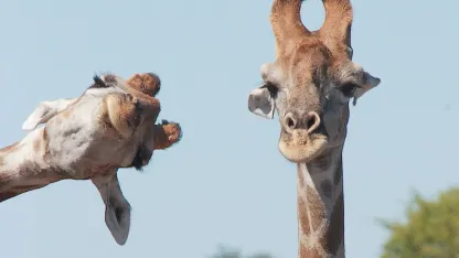 2020 Comedy Wildlife Photography Awards