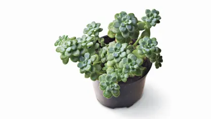Favorite succulent plant?
