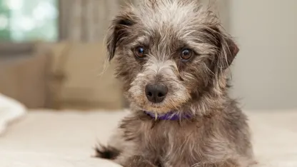 Does your dog have what it takes to be Chief ‘Fluff’ Officer?