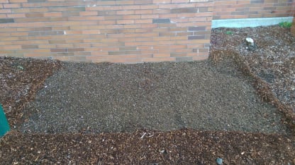 Sunflower Head Chronicles