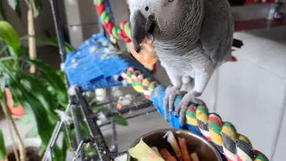 Walter is becoming a spoiled bird and a problem