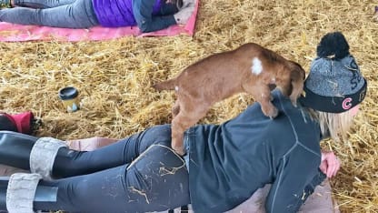 Get in shape with... Goat Yoga!
