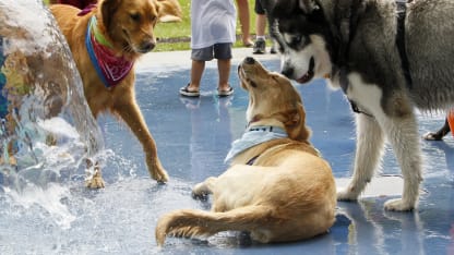 Going to the dog park: