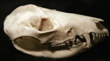 Possum Poetry (for those who don't get morning emehls)