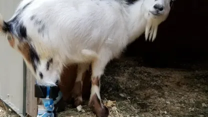 Goat Day 4 - An order ID story