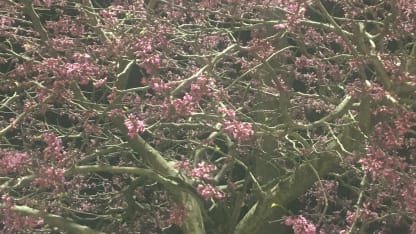 Spring 2021; in spite of everything