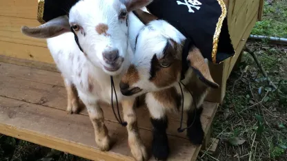 Fall for a goat (October 2018 nomination)