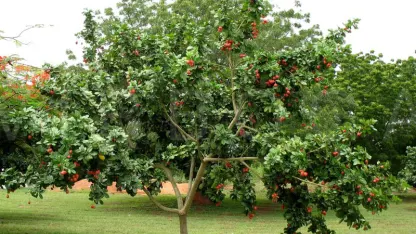 Fruit Tree of the Day: Ackee