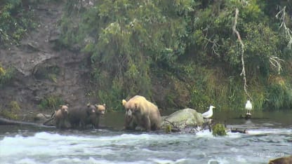 Momma and the three bears
