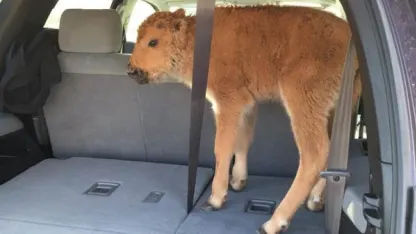 Please DON'T Touch The Bison