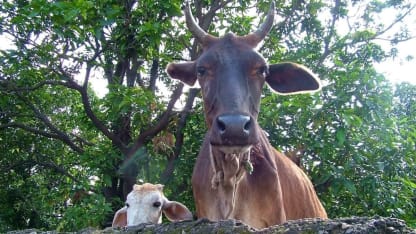 Ramblings from (possibly)* the Goat - Spam Museum