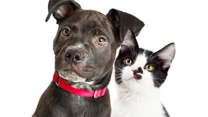 You can spend an entire day seeing from the prospective of an animal. What animal do you choose?