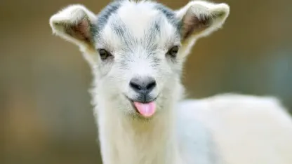 May a goat o cabra ciudadano de muchos culpa ... (May 2017 nominations)