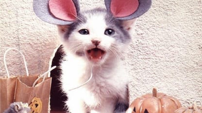 Goat costume time! (October 2017 nominations)