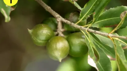 Look Smart Trivia: Nuts