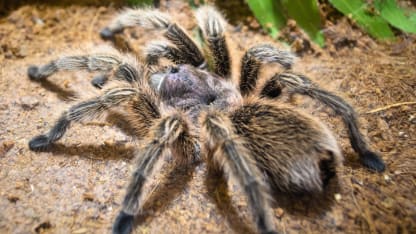 Video of what happens to spiders on different drugs.