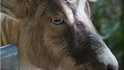 September Goat T & Cs