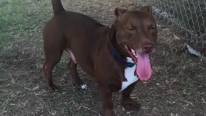 The ultimate Redneck Lap Dog