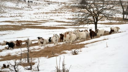 Scavenger hunt:: if the goat fits...