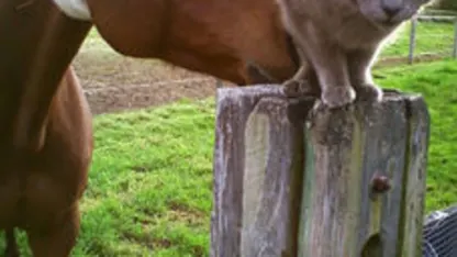 Moving with a feral cat