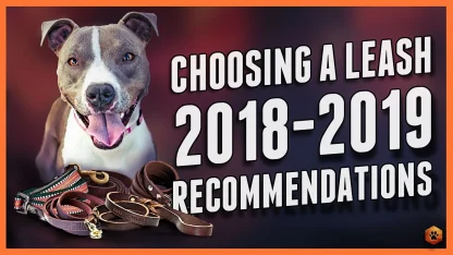 Dog Leash Recommendations