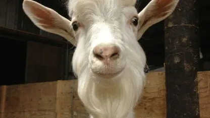 Dark Side of the June (June 2021 Scapegoat Blame Thread)