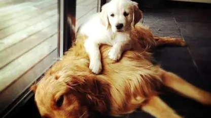 Meh needs to accept animal fur