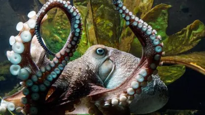 Forget Pizza Rat; Giant Spiders are Where It's At!