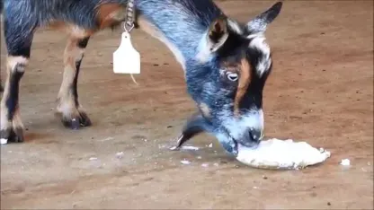 April 9th -  "Galactic Goat makes a Pi"