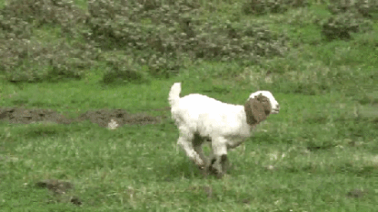 April 6th - "When to pull the plug on a four wheeled family memeber?"