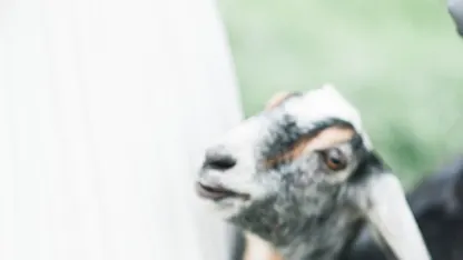 March 10 -- Do you have to say yes if you are asked to be in a wedding?