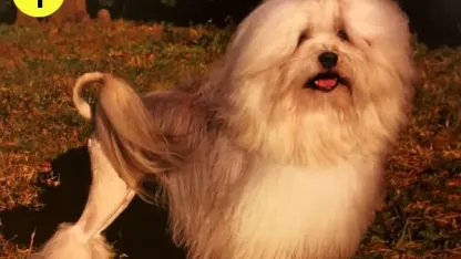 Look Smart Trivia: Dog Breeds