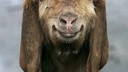 Scapegoat of the Month – A Brief History