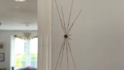 The giant spider came to life!