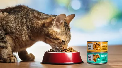 48-Pack: I And Love And You XOXOs Can Cat Food