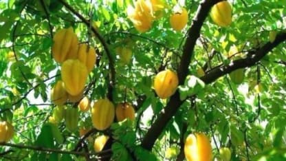 Fruit Tree of the day: Carambola