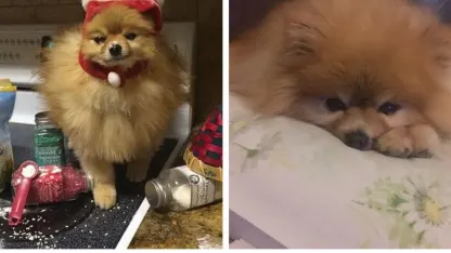 Wednesdays We Stay Home with your Mehrry Muppet